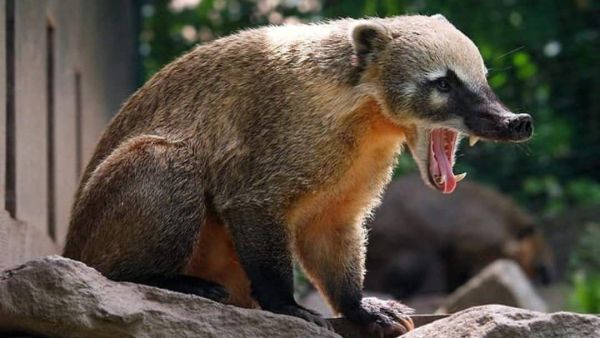 (Image Source: Pinterest/paolotrevisanato)