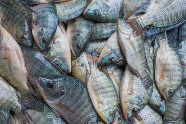 Fakta ikan Nila 5 Fakta Ikan Nila, Ikan Air Tawar yang Kaya Nutrisi dan Khasiat
