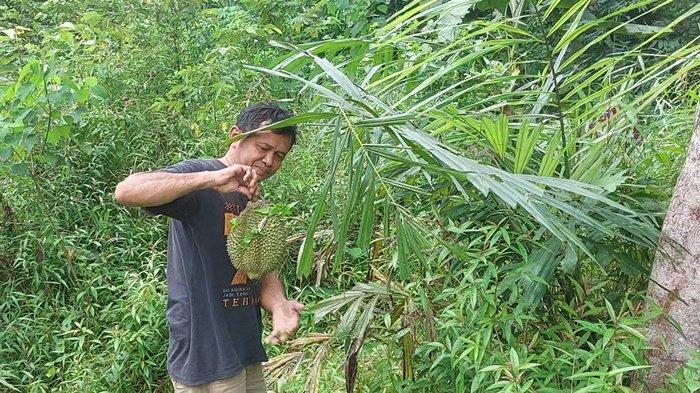 Warga yang mengambil buah durian disekitar  semak-semak hutan, usai terdengar bunyi durian jatuh dari pohonya di Desa Pangek, Kecamatan Simpang Teritip, Bangka Barat. Harga durian di desa itu bervariasi dari Rp 50 hingga Rp 100 ribu per buah, sesuai kualitas dan ukuran durian.