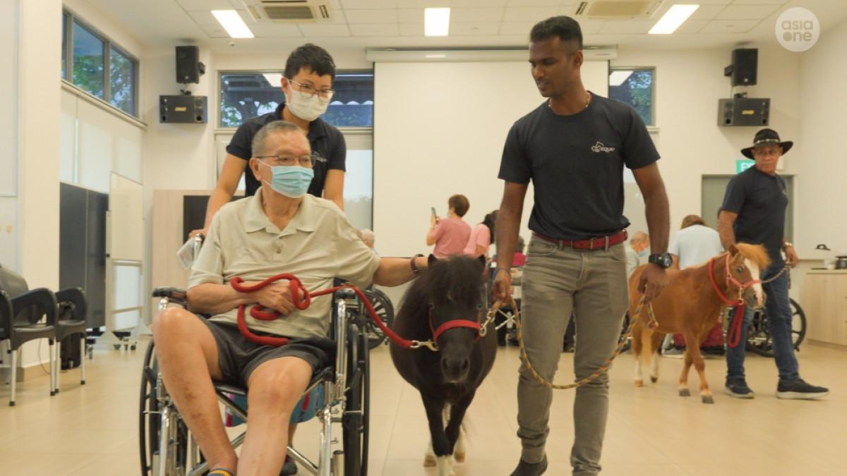 Paman Jimmy bersama salah satu kuda poni mini di panti jompo NTUC Health Jurong West, tempat ia tinggal saat ini sebagai bagian dari pemulihannya setelah terjatuh.