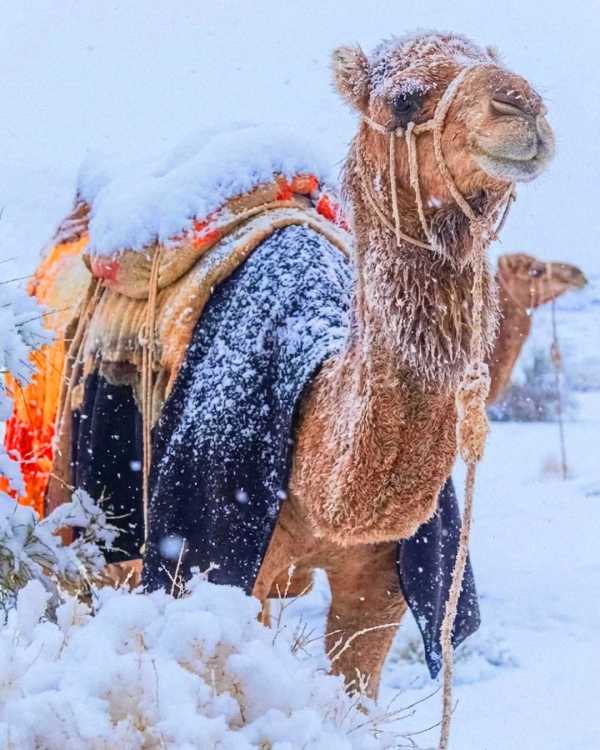 Saudi Arabia Snowfall