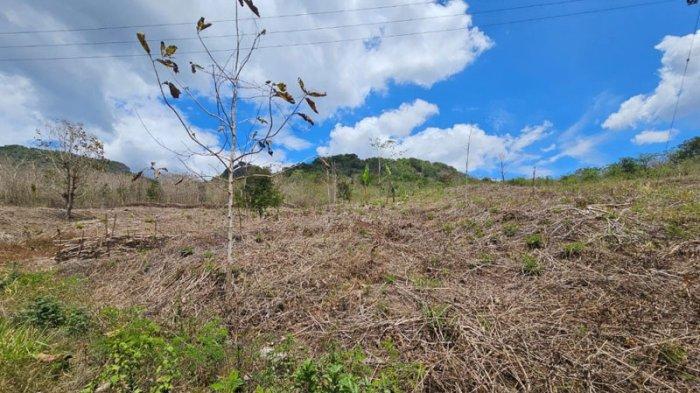 BUKA LAHAN - PraktIk pembukaan lahan pertanian dengan cara menebang vegetasi di Kabupaten Timor Tengah Utara.