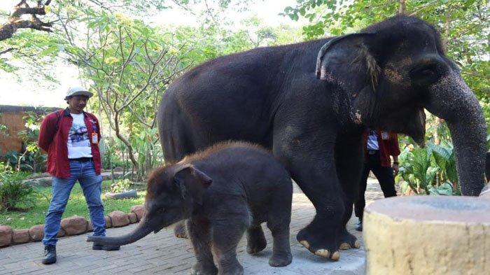 Rocky Balboa, anakan gajah yang lahir 25 Mei 2024 lalu, mulai diperkenalkan kepada pengunjung Kebun Binatang Surabaya (KBS), Sabtu, (31/8/2024) sore.
