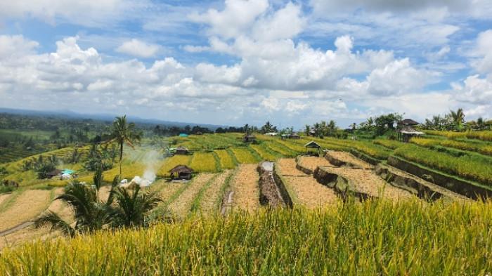 Sejumlah gubuk di DTW Jatiluwih yang dipertanyakan  Anggota Pansus TRAP DPRD Bali pada selasa 2 Desember 2025/ Agus Aryanta.