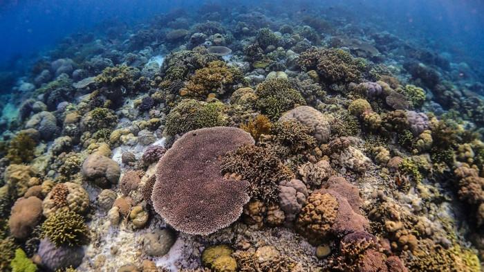 Wakatobi, Indonesia (sumber: freepik.com/benjaminljones)