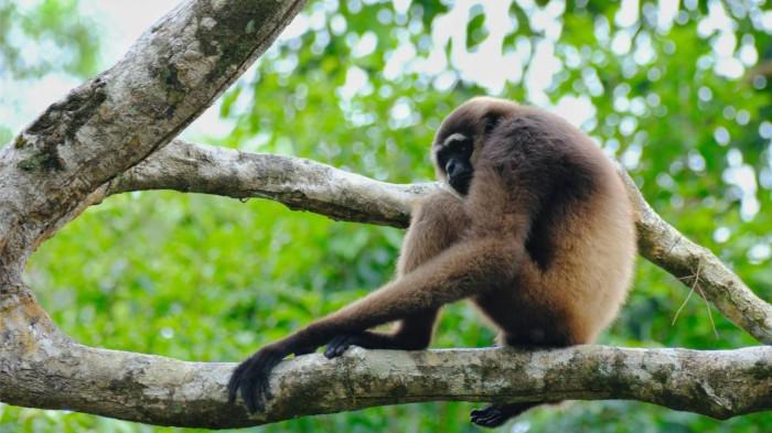 Tanjung Puting Nasional Park (sumber: unsplash.com/simonedna)