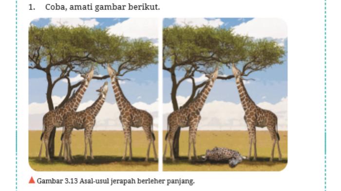 soal biologi kelas 12 halaman 150 1