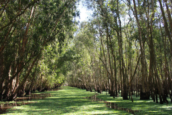 Tra Su cajuput forest is located about 30 km from Chau Doc. Photo: Khanh Thien