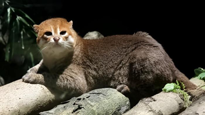 Flat-headed cat (Prionailurus planiceps) kucing liar kecil