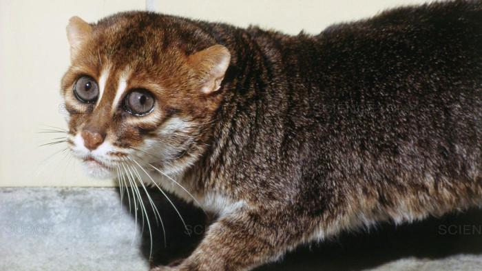 Flat-headed cat kucing kepala datar