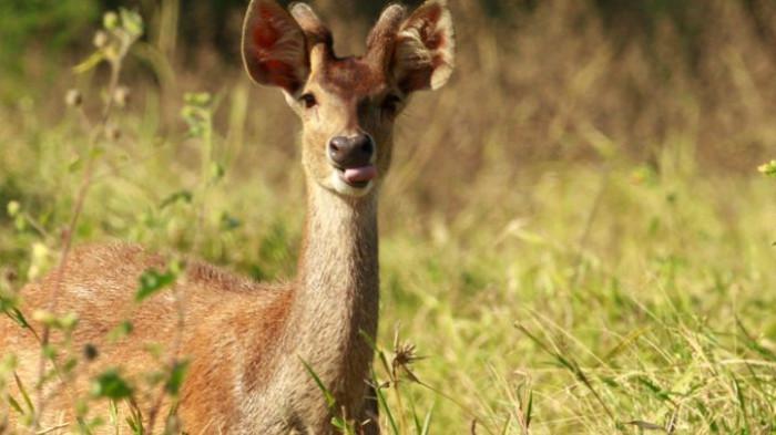 (sumber: balurannationalpark.id)