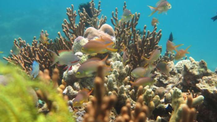 laut (sumber: balurannationalpark.id)