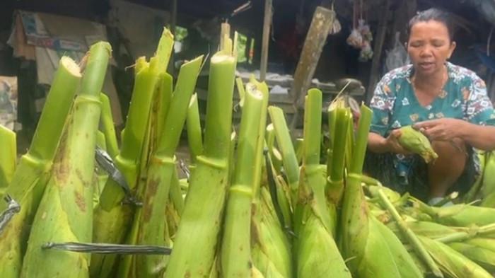 jagung mulai diburu pembeli di Kota Tarakan