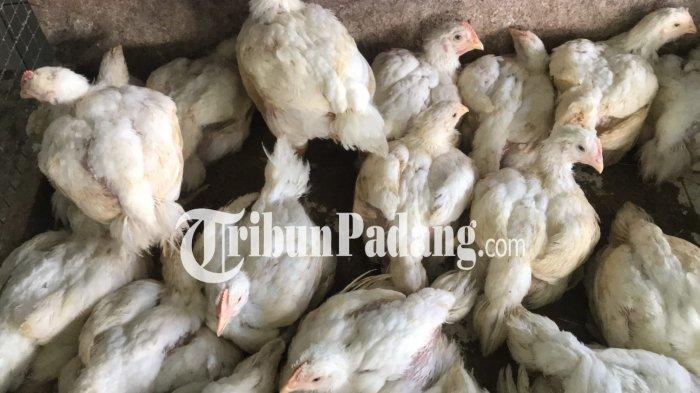HARGA AYAM- Penampakan ayam yang dijual pedagang di kawasan Pasar Raya Padang, Kecamatan Padang Barat, Kota Padang, Sumatera Barat.