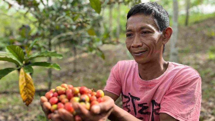 Petani kopi di kawasan penyangga Taman Nasional Bukit Tigapuluh (TNBT), Kecamatan Sumay, Kabupaten Tebo,Tunidi, menunjukkan hasil panen kopi. Dia dan beberapa petani memilih bertani kopi dan karet guna menghindari konflik dengan gajah