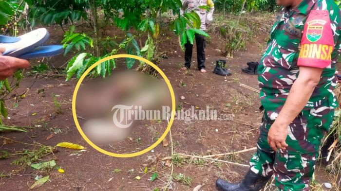 KORBAN HANYUT - Korban hanyut akibat banjir berhasil ditemukan pada Rabu (31/12/2025). Korban ditemukan dalam kondisi sudah meninggal dunia dengan jenazahnya tersangkut di batang kopi.