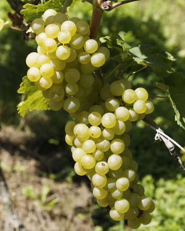 grapes