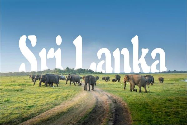 This may contain: there are many elephants walking in the grass near a dirt road that says sri lanka