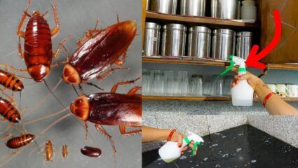 Cockroach Home Remedies