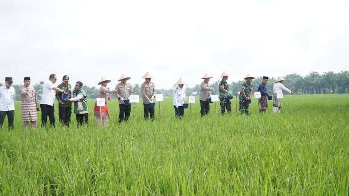 Gubernur Jambi, Al Haris bersama Kapolda Jambi, Irjen Pol. Krisno Halomoan Siregar melakukan pemupukan padi sawah di lahan Kelompok Tani Usaha Sepakat Desa Pudak, Kecamatan Kumpeh Ulu, Kabupaten Muaro Jambi, Rabu (07/01/2026).