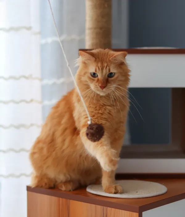 orange cat playing with toy