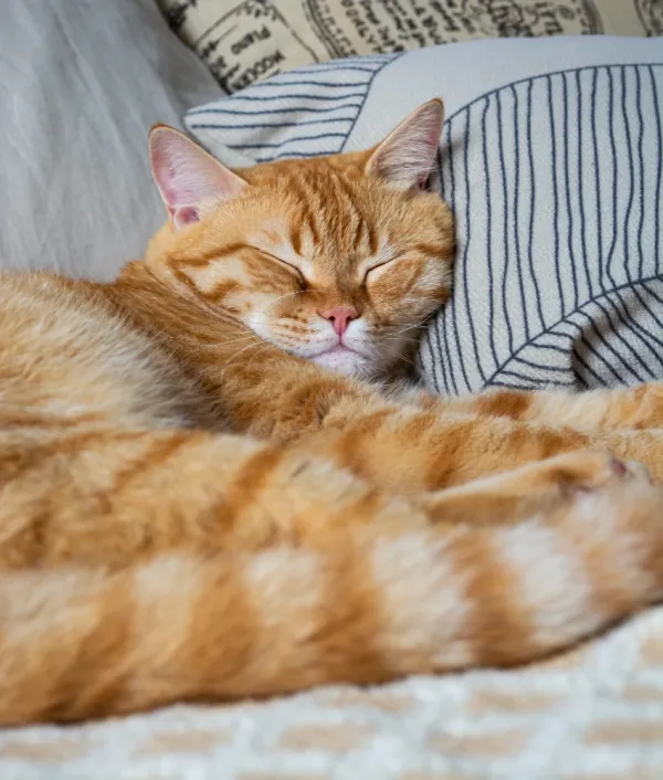 orange cat sleeping