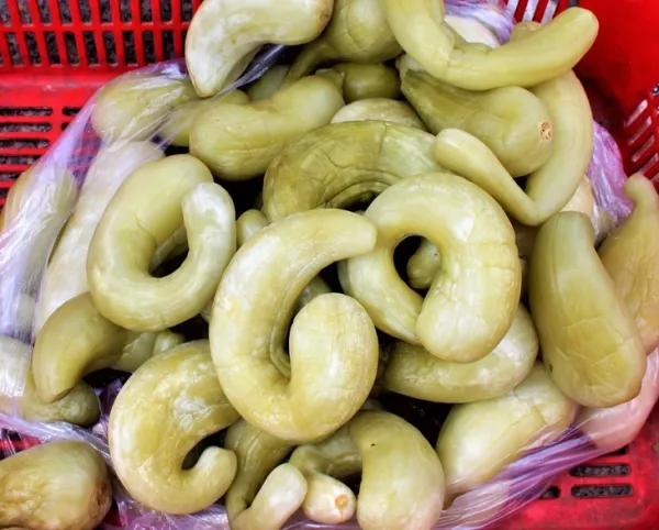 Đậm đà cá mó kho dưa - Ảnh 3.