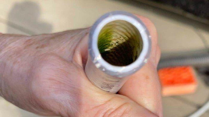 Ilustrasi selang air berlumut yang bisa kamu atasi dengan memanfaatkan pengeringan sinar matahari.