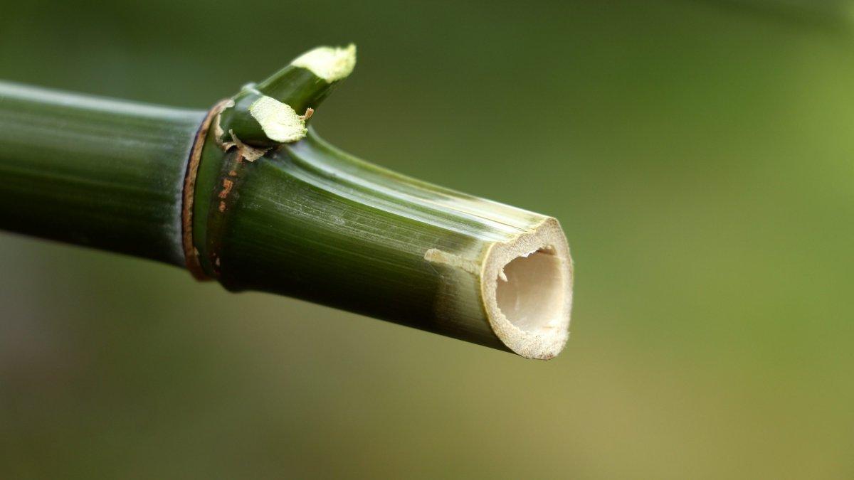 Batang bambu yang kecil bisa digunakan untuk membersihkan lumut.