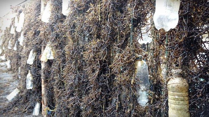 RUMPUT LAUT - Rumput Laut yang diproduksi petani di Nunukan Kalimantan Utara. Sistem Resi Gudang (srg) di Mansapa, Nunukan aktif lagi, petani rumput laut kini punya posisi tawar, tidak tergantung tengkulang, Jumat (9/1/2026).