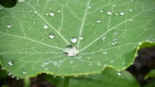 Reducing Pimples and Blackheads