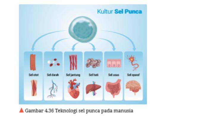 biologi kelas 12 halaman 234 3
