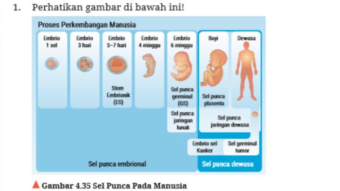 biologi kelas 12 halaman 234 1