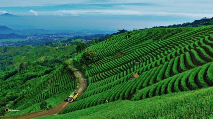 Potret Terasering Panyaweuyan Majalengka tahun 2014 yang dijepret oleh Okka Supardan, sang fotografer asal Kecamatan Maja, Kabupaten Majalengka. Kini Terasering Panyaweuyan Majalengka menjadi tempat wisata favorit masyarakat.
