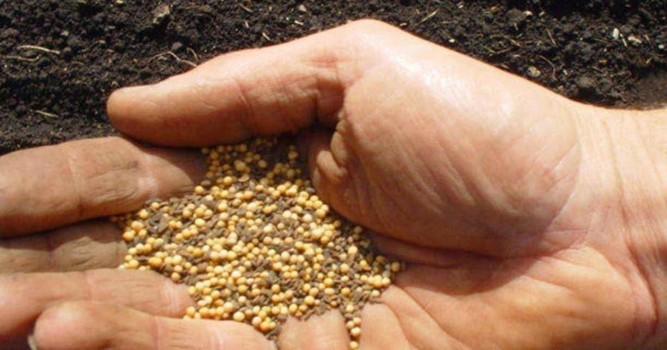 ilustrasi biji mustard atau moster