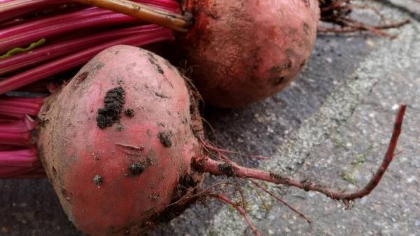 (Image Source: Canva)