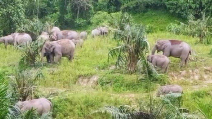 Sekitar 50 ekor gajah liar dilaporkan masuk ke perkebunan sawit milik warga di Desa Lubuk Mandarsah Ulu, Kecamatan Tengah Ilir, Kabupaten Tebo, mengakibatkan kerusakan parah pada lahan seluas 2 hektare pada akhir 2024.
