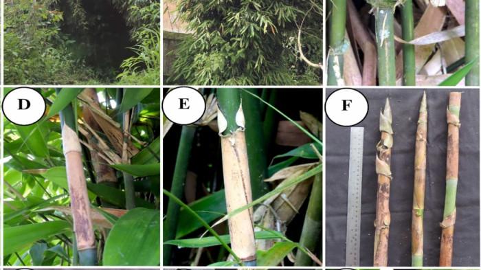 Penelitian bambu dok 1