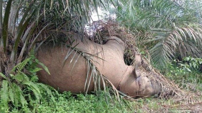 Gajah mati di Kabupaten Tebo pada akhir 2024.