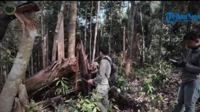 Petugas Taman Nasional Bukit Tiga Puluh mengecek perambahan yang terjadi di kawasan konservasi. Kawasan penyangga sudah mulai mengalami kerusakan.