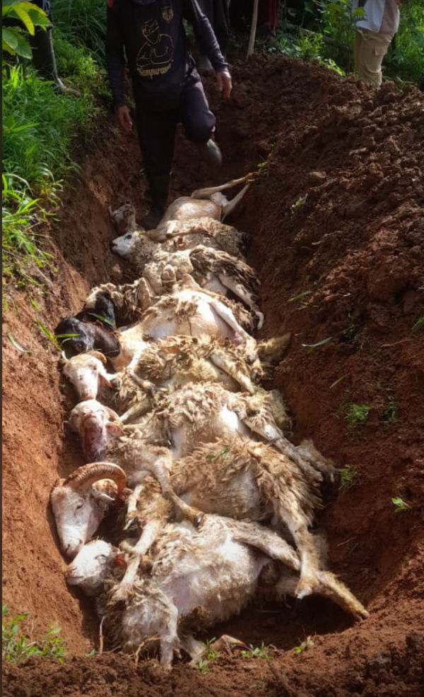 Sejumlah kambing milik warga Desa Bungurberes Kecamatan Cilebak Kabupaten Kuningan yang mati akibat serangan hewan buas. (13/1/2026). Foto: Dok. Pemdes Bungurberes