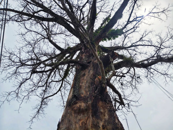 Ranting pohon randu alas yang mengering di Desa Tuksongo, Kecamatan Borobudur, Kabupaten Magelang, Jawa Tengah, Rabu (14/1/2026). Foto: Arfiansyah Panji Purnandaru/kumparan