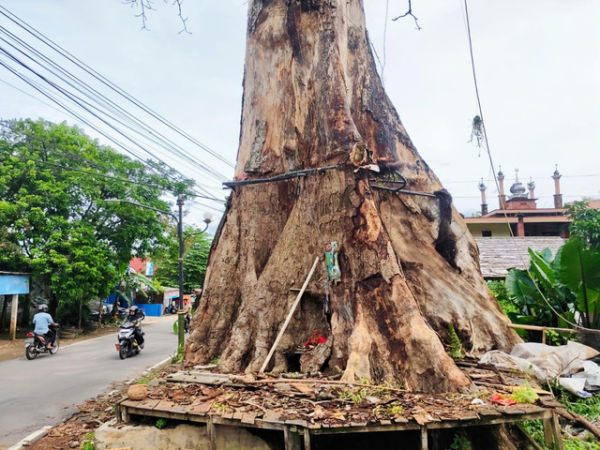 Kondisi batang pohon randu alas di Desa Tuksongo, Kecamatan Borobudur, Kabupaten Magelang, Jawa Tengah, Rabu (14/1/2026). Foto: Arfiansyah Panji Purnandaru/kumparan