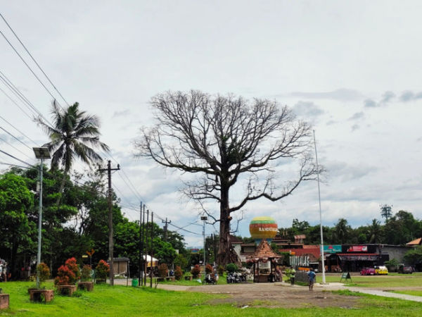 Pohon randu alas tampak dari kejauhan di Desa Tuksongo, Kecamatan Borobudur, Kabupaten Magelang, Jawa Tengah, Rabu (14/1/2026). Foto: Arfiansyah Panji Purnandaru/kumparan