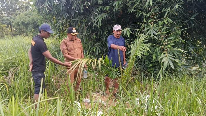 KELAPA SAWIT - Potret kelapa sawit yang tumbuh di perbukitan Desa Cigobang, Kecamatan Pasaleman, Kabupaten Cirebon.