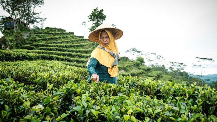 Pesona Desa Wisata Nglinggo Samigaluh Kulon Progo.