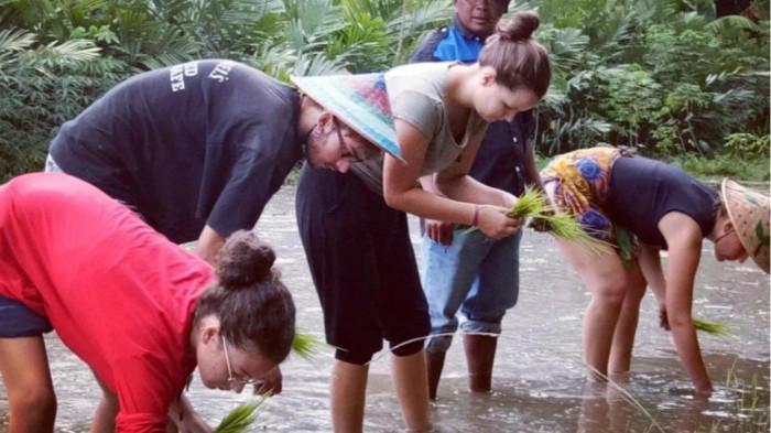 Kegiatan Menanam Padi Desa Wisata Pulesari