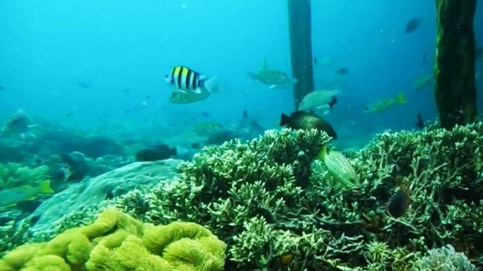 Keindahan dasar laut di Kampung Arborek, Kabupaten Raja Ampat.