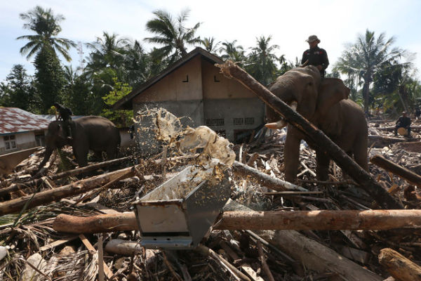 Sejumlah Gajah Sumatera (Elephas maximus sumatranus) jinak yang ditunggangi mahout membersihkan puing kayu yang menutupi jalan dan permukiman warga akibat bencana alam di Desa Meunasah Bie, Pidie Jaya, Aceh, Senin (8/12/2025). Foto: Irwansyah Putra/ANTARA FOTO