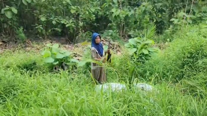 SALAK BERUBAH JADI SAWIT - Masyarakat Desa Cigobang, Kecamatan Pasaleman, Kabupaten Cirebon mendatangi sendiri lokasi penanaman sawit untuk memastikan kebenaran terkait penanaman tanaman tersebut. Warga merasa dibohongi karena awalnya lahan itu akan ditanami salak.